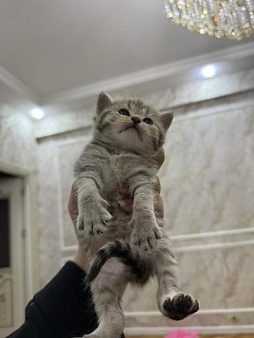 qara pitbull: Tabbi, Dişi, Erkək, Yaxşı əllərə — 3