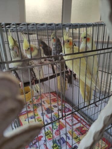 попугай жако купить в баку: Qəfəs quslar — 11