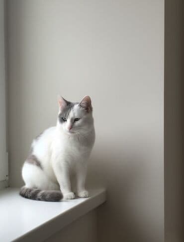 передержка кошек баку: Самка, В добрые руки — 1