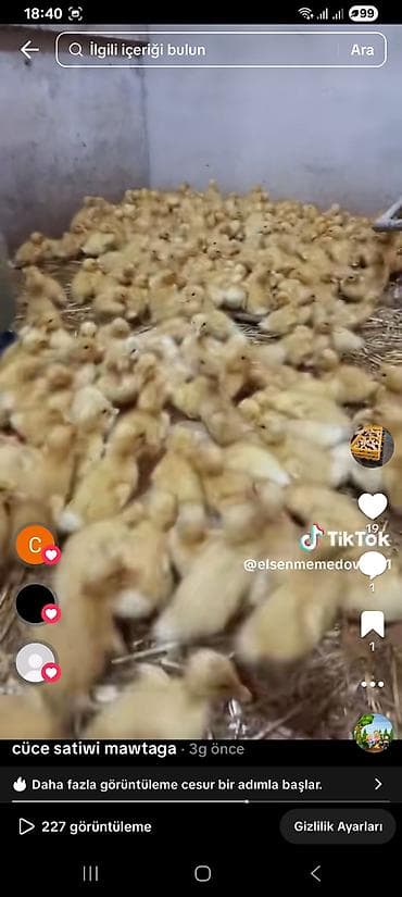 lal ördek: Mawtaga ərazisində satılıq ördək balaları - Cins: erkək - Təyinat — 3