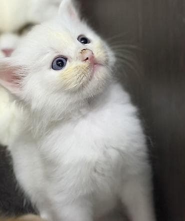 Scottish longhair balası Ağ tüklü, mavi gözlü balaca pişik balası. - — 2