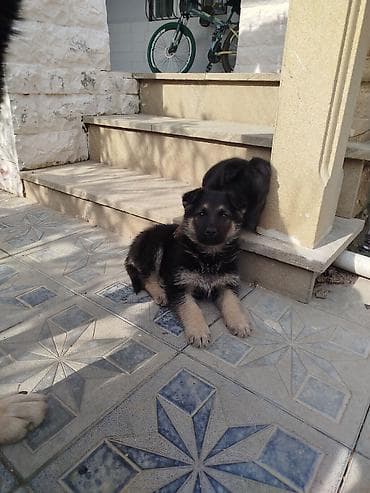 ev itlər: Alman çoban iti, 1 ay, Erkek, Cütləşmə üçün, Ünvandan götürmə — 3