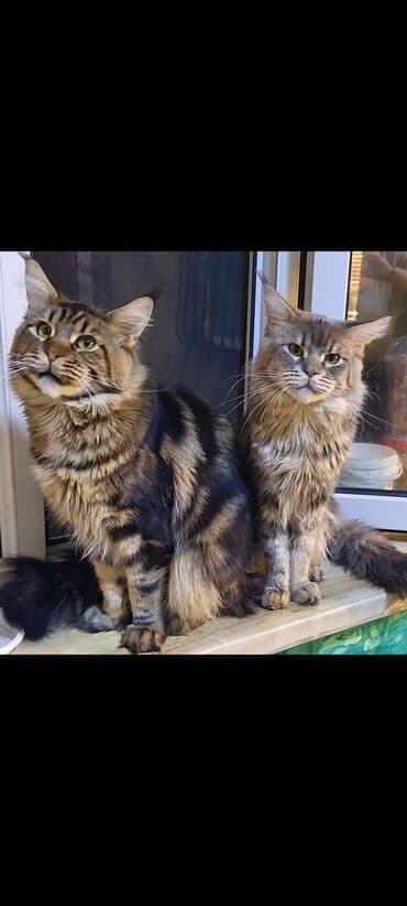 menks cinsi pişik: Meyn-kun, Erkək, Ünvandan götürmə — 6