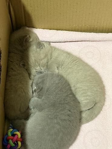 pi̇şi̇k: Britan — 2