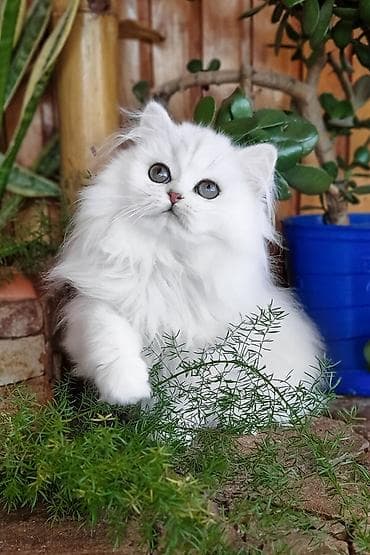 Şotland uzun tüklü lalafo.az -da Şotland uzun tüklü