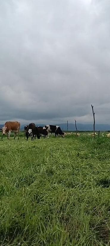 iphone ehtiyyat: Mal-qoyun otaran qurğudur tokcobandir herbir rayona göndəriş var — 10