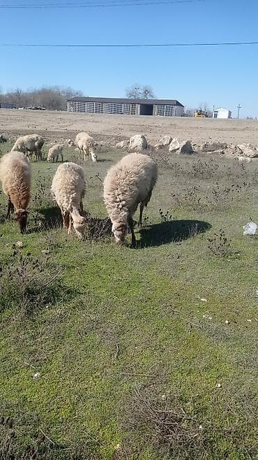 heyvan bazari tap az: 1 yas 3 ayliq qomral kərə qoc satilir — 2