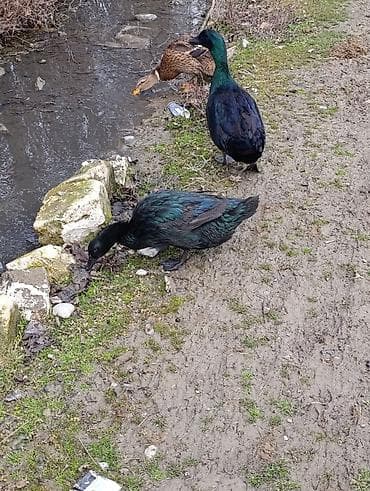 it şekileri: Erkək, Damazlıq, Ödənişli çatdırılma — 1