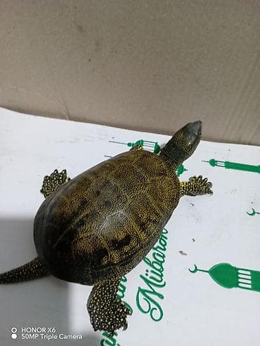 heyvan evləri: Quru‑suda yaşayan tısbağa (göllük/su tısbağası tipli) - Növ: yarı su — 4