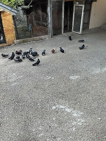 cex quşlar: Ağbaşlı göyərçinlər – yerli seleksiya - Rənglər: əsasən qara bədən — 6