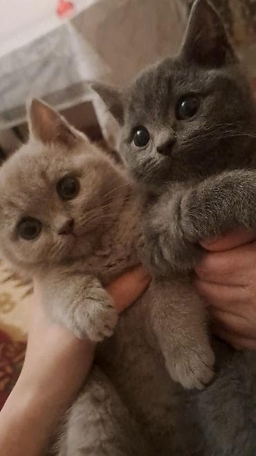 it bazari hardadi: Britan, Erkək, Dişi, Yaxşı əllərə, Ünvandan götürmə, Pulsuz çatdırılma, Ödənişli çatdırılma — 1