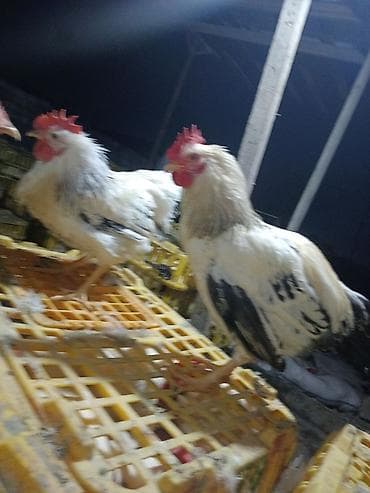 Куры: Курица, Для разведения — 1