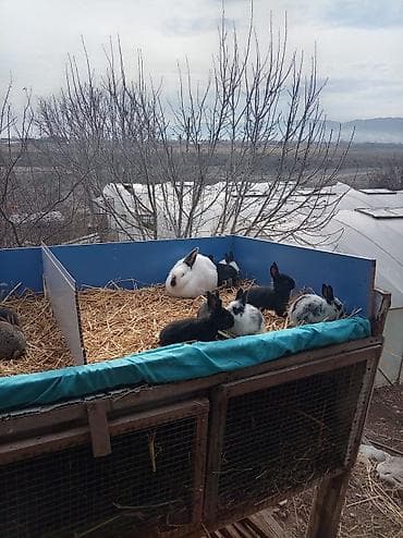 it adları qız: Salam.1aylıq balalar satılır Ata Təmiz qan Velikan 5+ ana gibrit — 4