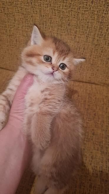 ev pisikləri: Fars, Erkək, Dişi, Yaxşı əllərə, Ünvandan götürmə, Pulsuz çatdırılma, Ödənişli çatdırılma — 5