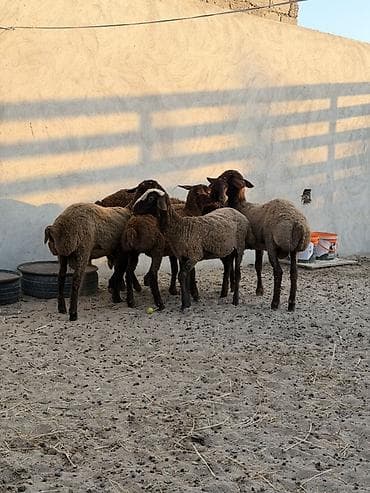 qoyun satsi: Quzu, Dişi, Qala, ay: 1, 22 kq, Damazlıq, Südlük, Ətlik, Ünvandan götürmə — 5
