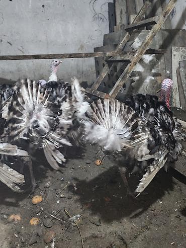 canli yem: Erkək, Damazlıq — 4