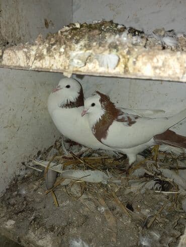 goyərcinler: Cüt dekorativ göyərçin - Növ: dekorativ, uçuş və damazlıq üçün — 1