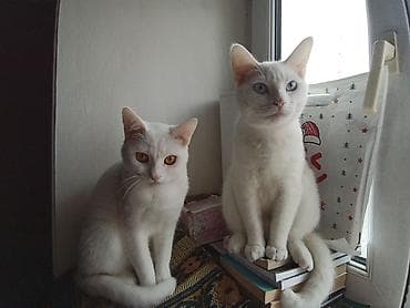 Van, Erkək, Cütləşmə üçün, Pulsuz çatdırılma