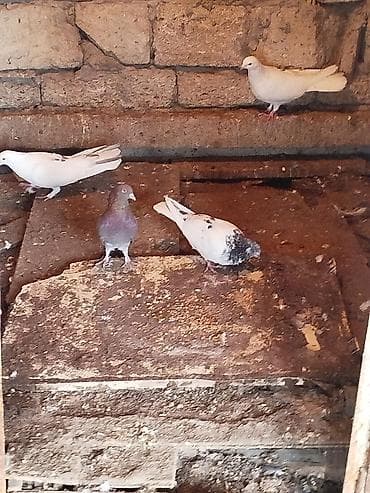 Məhsul: Ev göyərçinləri (çəpər içi saxlanılan) Təsvir: - Bir neçə