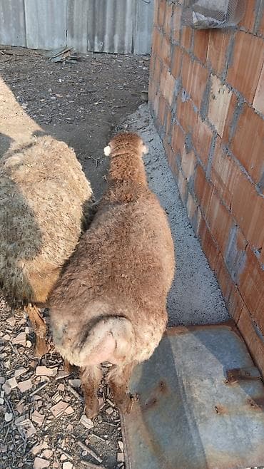 naxcivan heyvan satisi: Quzu, Erkək, ay: 4, Damazlıq — 1