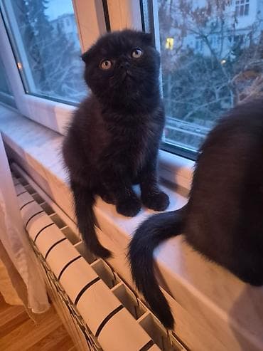 avcarka balası: Şotland yastı qulaq — 1