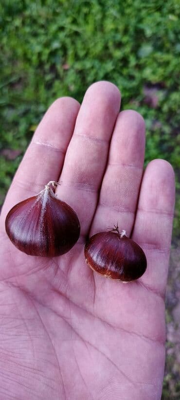 şir tortu: Təbii meşə şabalıdı - Növləri: Qabıqdan təzəcə çıxmış iri dənəli — 2
