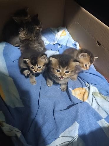 Tabbi, Yaxşı əllərə