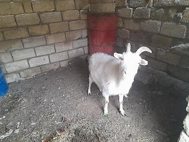 balali qoyun satilir: Erkək, il: 1, Damazlıq, Ünvandan götürmə — 3