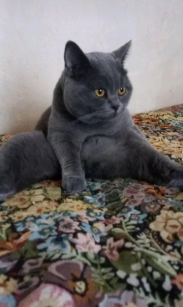 pişik pers: Шотландская, Самец, Для вязки — 4