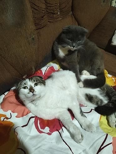 Pişiklər: Yaxşı əllərə — 1