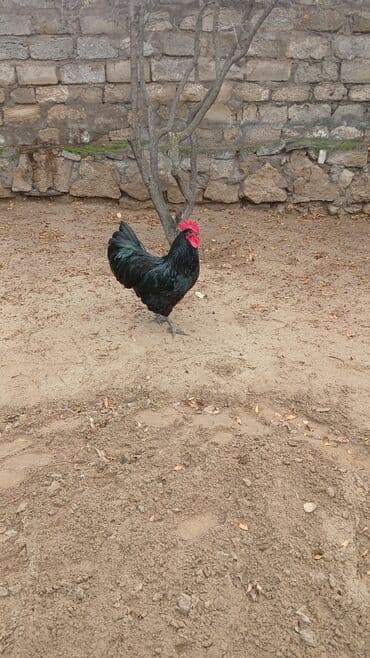 Toyuq, Australorp, Yumurtalıq, Ünvandan götürmə