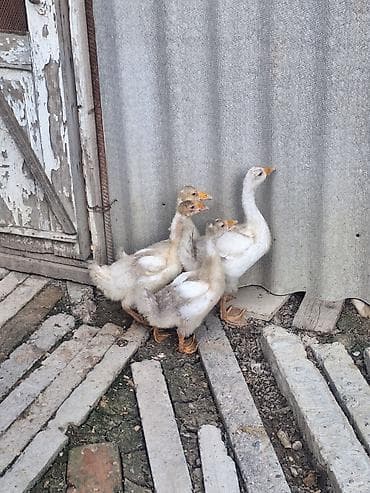 ev pişik adları: 4ədəd yerli qaz balaırı Satlır Qiyməti 16 Manat Qiymət Birnə Ayidi — 4