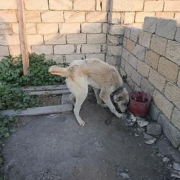 it satisi afcarka: Alabay, 2 il, Erkek, Ünvandan götürmə — 10