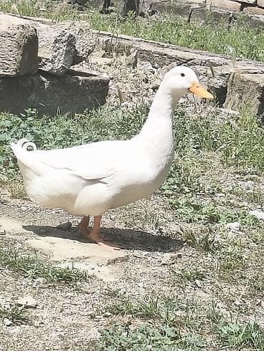 cins heyvanlar: Ördek satılır tecılı elaqe nömre:070-477-14-97 vaçap da var 2 sesli — 3