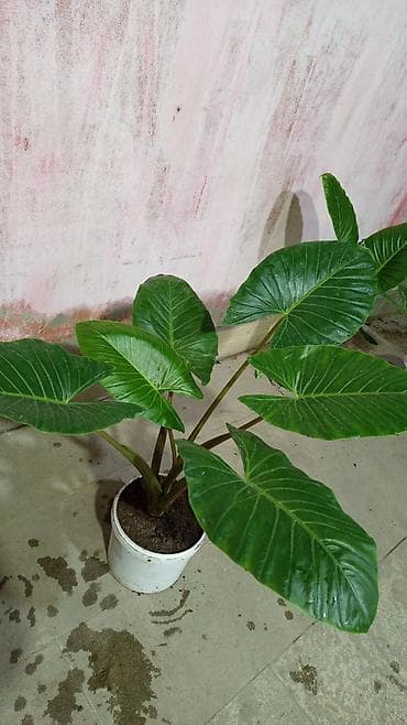 nokia yarpaq: Böyük yarpaqlı alokaziya (Alocasia/macrophylla tipli) – dekorativ otaq — 4