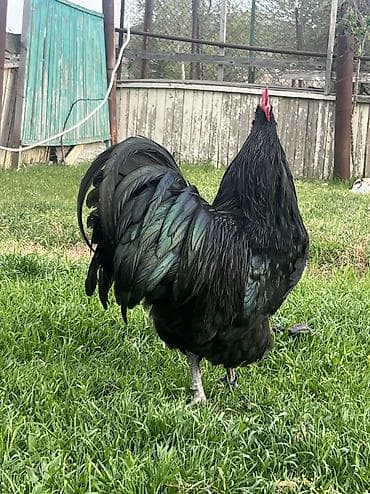 it adlari 2020: Toyuq, Australorp, Damazlıq — 10