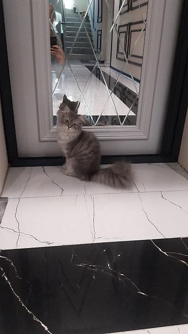 Şinşilla, Dişi, Ünvandan götürmə