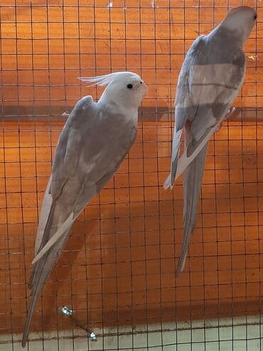 Təcili satılır. Nadir rəngdə nimfa tutuquşuları (Cockatiel) cütü