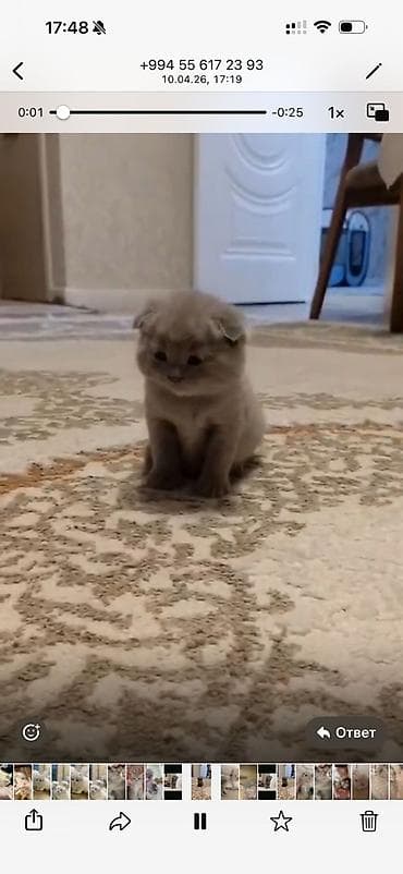 bala pitbul: Şotland — 5