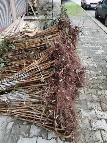 qamaq nədir: Fındıq tingləri – Xacmaz dədə baba fındığı yağlılıq 63% - Növ — 3