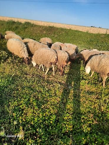 əti: Doğmağına az qalır qiymət razılaşma yolu ilədir istəyən zəng etsin — 1