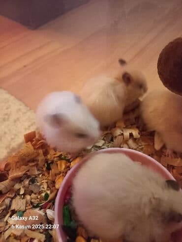 енот в баку купить: Sevimli hemsterlar nadir uzun tuklu olurlar böyüyəndə cinsi erkey və — 8