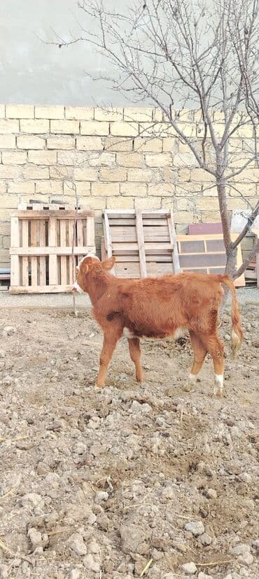 cins buzovların satışı: 3. 4 aylixdi unvan novxani — 2