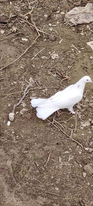 goyercin satisi 2019: Tutulma maya heyvan goz qabagindadi .Unvan Qala whatsappda ve burada — 3