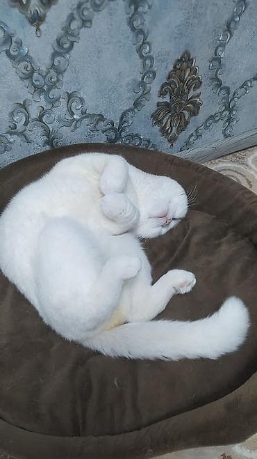 ucuz pisikler: Şotland, Dişi, Yaxşı əllərə, Ünvandan götürmə — 10