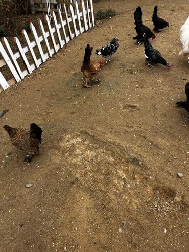 Akvarium aksessuar və ləvazimatları: Toyuq, Damazlıq — 3