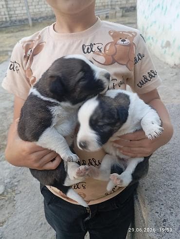 С прививками