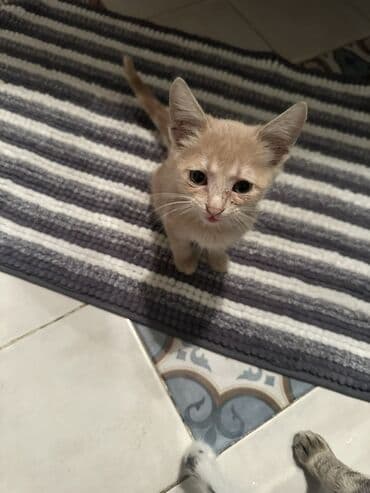 где можно купить котенка: Yaxşı əllərə — 4