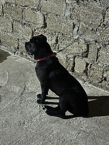 Kane-Korso, 7 ay, Dişi, Ödənişli çatdırılma