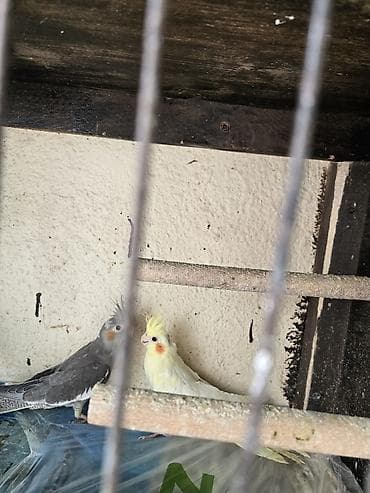 bulbul qusu: Nimfa papuqayları (2 ədəd cüt) - Növ: Nimfa (Cockatiel) - Rənglər: - — 2